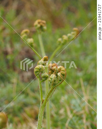 わらび わらび 21941727