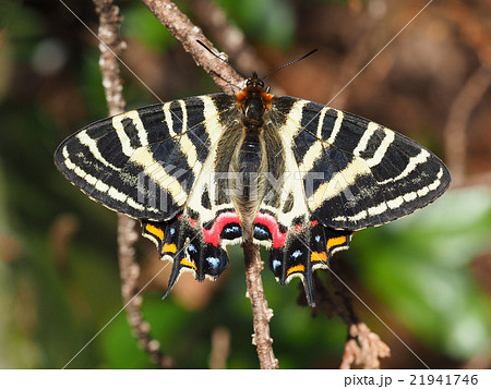 ギフチョウ 21941746