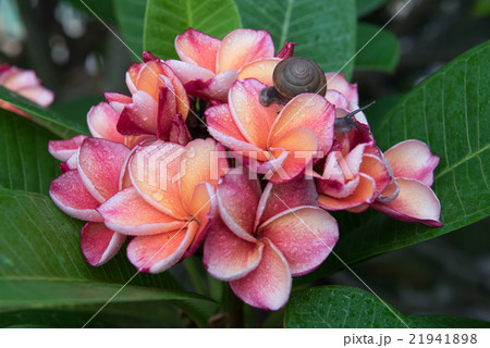 plumeria flower with snail,select focus. 21941898