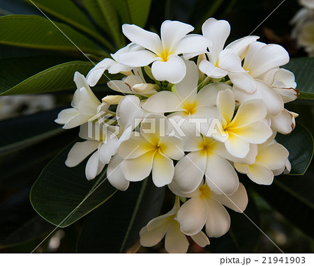 plumeria flower,select focus. 21941903