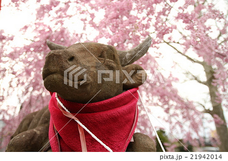 お花見とお牛見 21942014