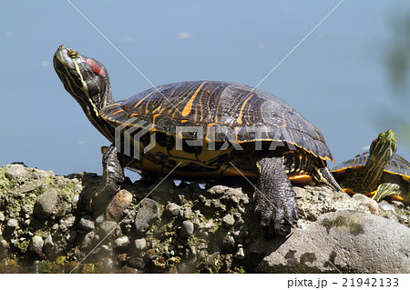 アカミミガメ 21942133