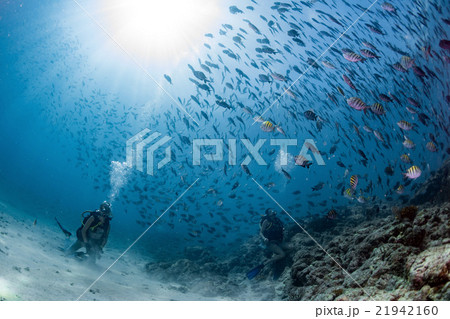 Beaytiful Latina Diver Inside a school of fish 21942160