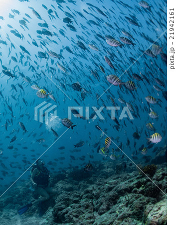 Beaytiful Latina Diver Inside a school of fish 21942161