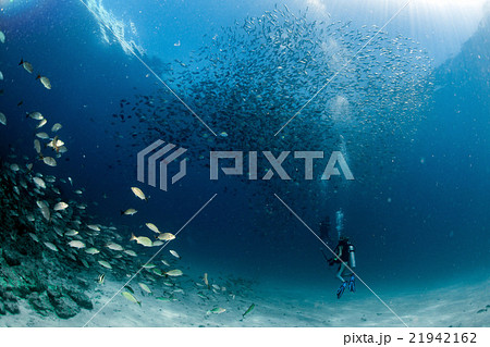 Beaytiful Latina Diver Inside a school of fish 21942162