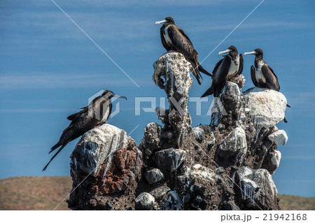 Frigate birds on a  rock 21942168