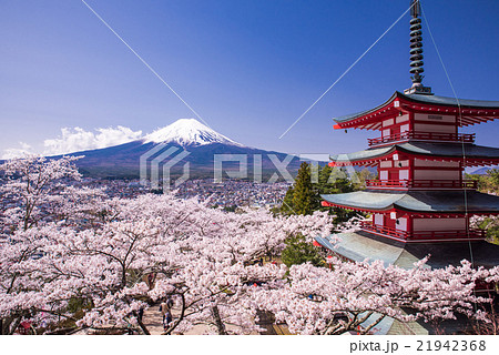 新倉山浅間公園の桜 21942368