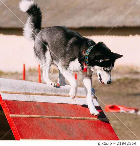 Running Husky In Dog Agility, Dog Sport. 21942554