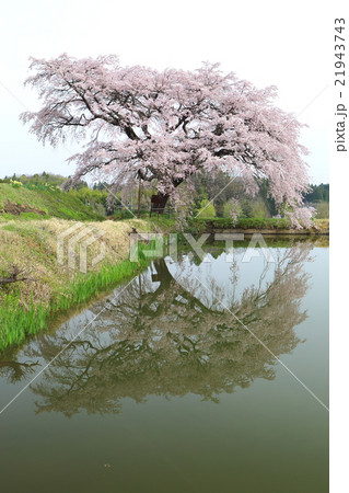 芳水の桜~2016春 芳水の桜~2016春 21943743