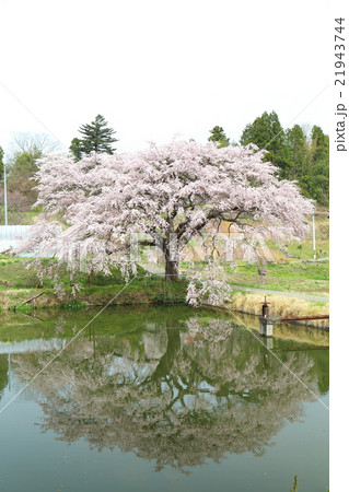 芳水の桜~2016春 芳水の桜~2016春 21943744
