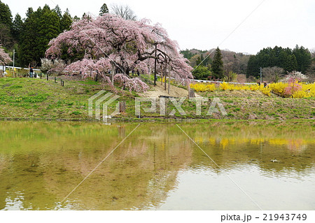 中島の地蔵桜~2016春 中島の地蔵桜~2016春 21943749