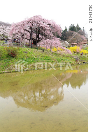 中島の地蔵桜～2016春 21943750