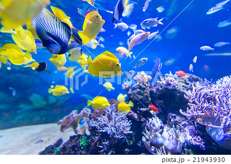 aquarium 21943930