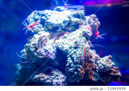 aquarium 21943936