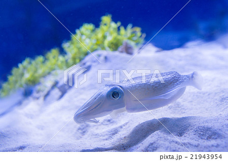 aquarium 21943954