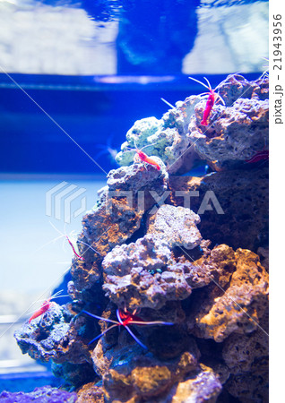 aquarium 21943956