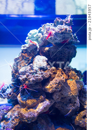 aquarium 21943957
