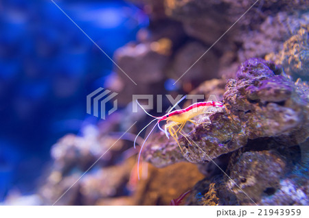 aquarium 21943959