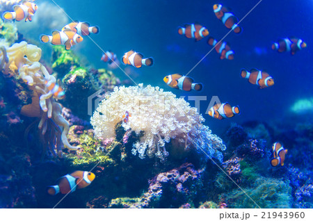aquariuｍ 21943960