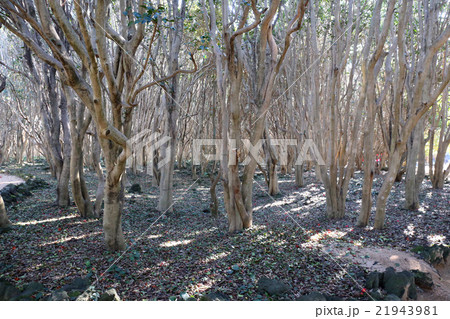 椿群生林 21943981