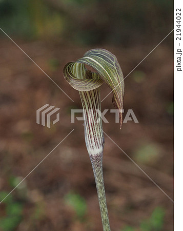 ヒガンマムシグサ 21944022