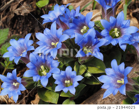 フデリンドウ フデリンドウ 21944025