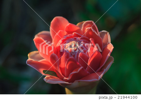 Abstract flower with sunray 21944100