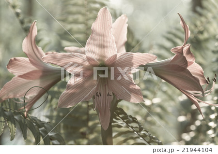 Hippeastrum johnsonii Bury beautiful flower Hippeastrum johnsonii Bury beautiful flower 21944104