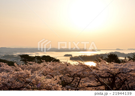 西行戻しの松公園の桜 西行戻しの松公園の桜 21944139