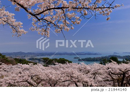 西行戻しの松公園の桜 西行戻しの松公園の桜 21944140
