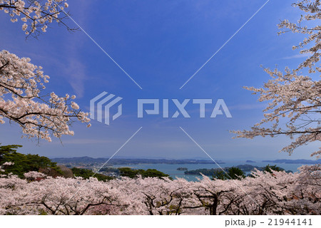 西行戻しの松公園の桜 西行戻しの松公園の桜 21944141