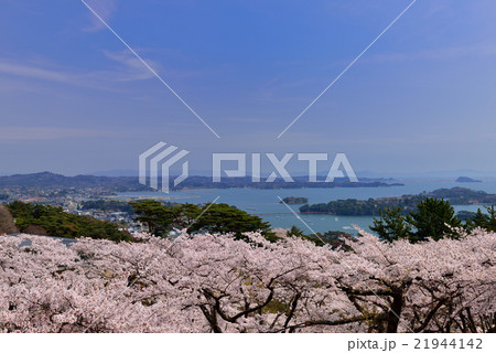 西行戻しの松公園の桜 21944142