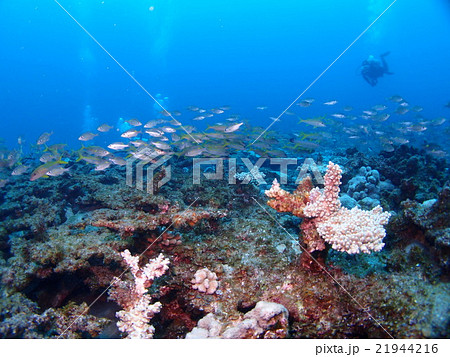 小笠原諸島　珊瑚 小笠原諸島 珊瑚 【公式通販】