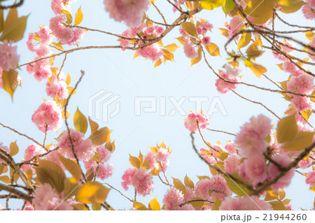 桜のフレームイメージ 21944260