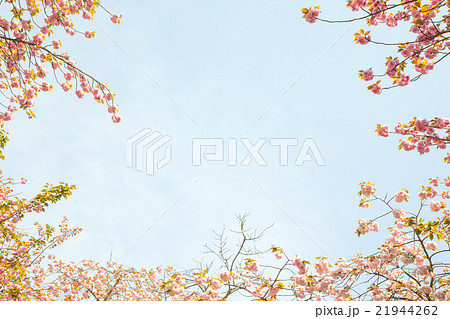 桜のフレームイメージ 21944262