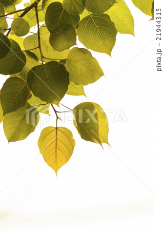 Bodhi tree leaves 21944315