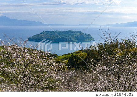 知林ヶ島と桜 知林ヶ島と桜 21944605