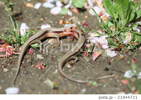 生き物 爬虫類 ヒガシニホントカゲ、お花見の場所取り?取っ組み合いの大喧嘩です 生き物 爬虫類 ヒガシニホントカゲ、お花見の場所取り?取っ組み合いの大喧嘩です 21944721