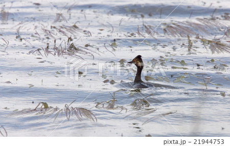Eared Grebe 21944753