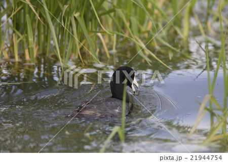 Coot Waterhen in Pond 21944754