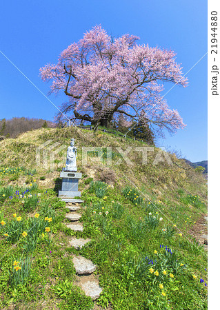 春の苗代桜（縦） 21944880