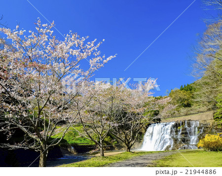 桜と龍門の滝 桜と龍門の滝 21944886