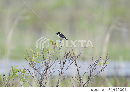 ノビタキ ノビタキ 21945001