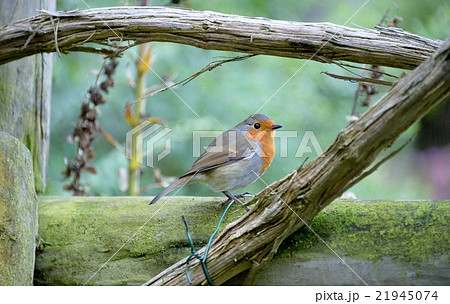 コッツウォルズ-80 コッツウォルズ-80 21945074