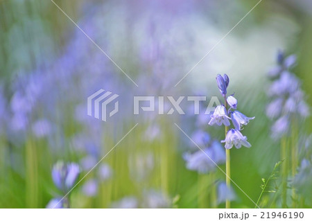 満開のツリガネズイセン 21946190