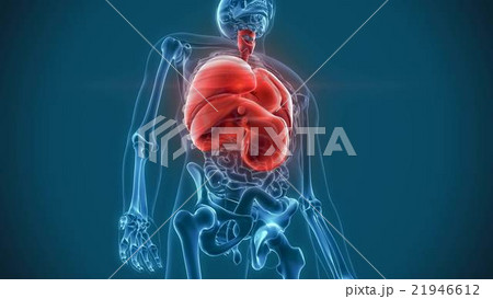 internal organs 3d rendering 21946612