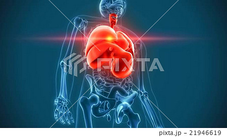 internal organs 3d rendering 21946619