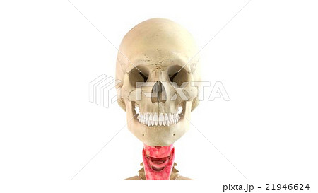 Human body and internal organs 3d rendering 21946624