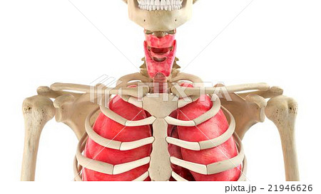 Human body and internal organs 3d rendering 21946626