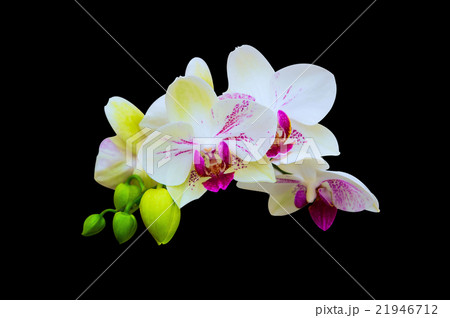 Beautiful orchid. 21946712